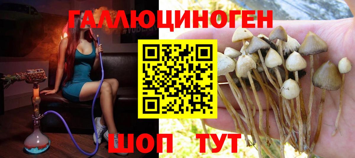как найти   Галлюциногенные грибы Psilocybine cubensis  Вход с VPN  Усолье-Сибирское 